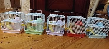 Gəmiricilər: Yeni qəfəs😍 2xomyak ağ və boz🥰 qəfəsin içində Fırlanan çarxı🤩 Su — 5