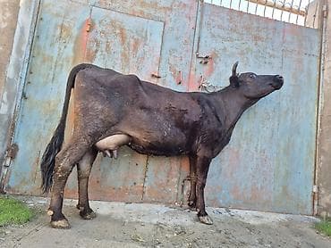 sud veren inek satilir: 10. 12 litir süd verir 4 qarına doğub 2 aydı doğub balasızdı — 3