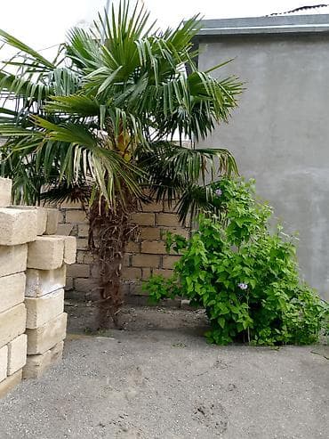 1 gunluk kiraye evler: Bərdə şəhər sənaye küçəsi tam yol kənarında. 6.5 sotda yerdən — 5