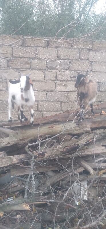 südlük inək cinsləri: Məhsul: 2 baş cırtdan keçi (balalı) - Növ: cırtdan/mini keçi - Sayı — 1