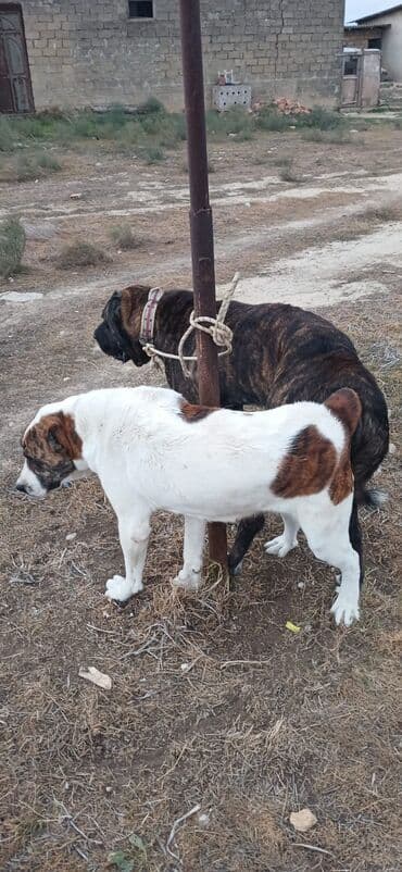 it davası 2020: Qurdbasar, 1 il, Dişi, Peyvəndli, Ödənişli çatdırılma — 5