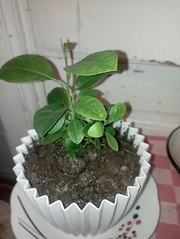 Otaq bitkiləri – 2 ədəd saksıda 1) Kiçik həmişəyaşıl fidan - Ağ