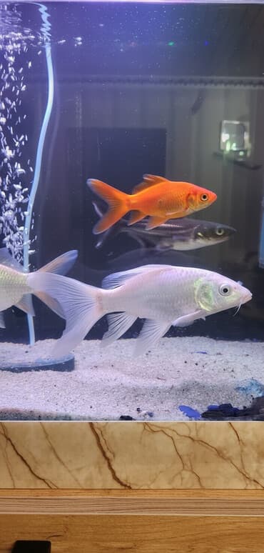 ördək bala: Koi, Sülhsevər, Ünvandan götürmə — 1