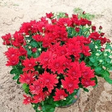 topdan gül satışı: Xrizantema payızgüllərinin topdan və pərakəndə satışı. Qiymətlər — 8