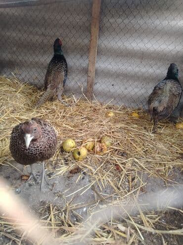 Gəmiricilər: 2 ədəd rumun xoruzu curu 70 m — 4