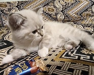 Птицы: Британская, Самка — 6