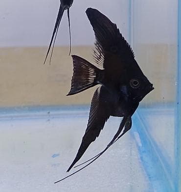 qara kanada: Mələk balığı (skalyari), Sülhsevər, Ödənişli çatdırılma — 4