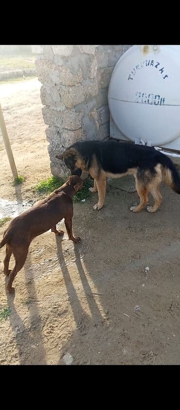 Pişiklər: Pitbul, 1 ay, Dişi — 1