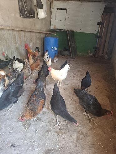 quşlar: 10 yumurtuyan toyug 1 xoruz 13 dene colpa toyug altinan cixan 1 den — 8
