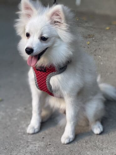 отдам в добрые руки шпица: Шпиц, 4 месяца, Самец — 9