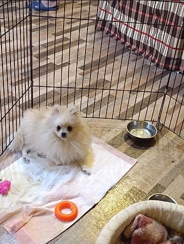 keci satilir: Şpitz, 1 il, Dişi — 1