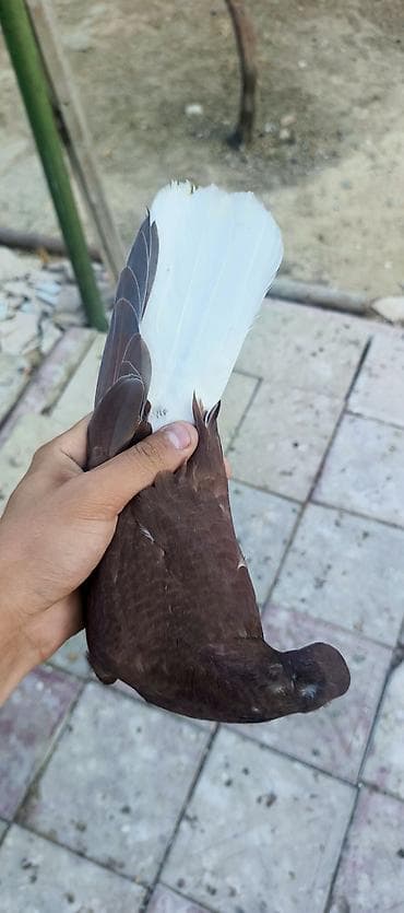 Quşlar: Qırmız ağ quyruq iran dəstə ağ quyruqdu öz quşlarmın balasıdı ataları — 3