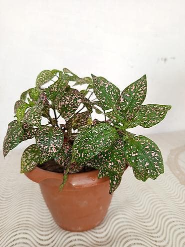 bitki dermanlari: Polka Dot Plant (Hypoestes phyllostachya) – dekorativ yarpaqlı otaq — 2