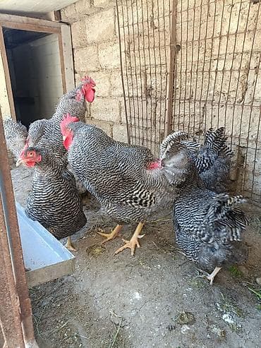 cuce ve xoruz: Barred Rock Plymouth. 3-fərə 3-xoruz 1il5 aylıqdılar təmiz qan sağlam — 3