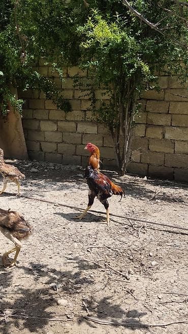 hinduşka balası satışı: Salam.6 yawinda 800 manata damazliq alinan Özbəkistan dan gelme — 8