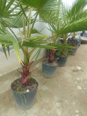 banan agaci: Vaşinkton palmaları satılır say çoxdur buyrun daha ətraflı zəng eləyin — 2