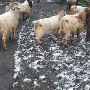 Gəmiricilər: Satılır – yerli cins keçilər sürüsü - Şəkillərdə müxtəlif rəngli və — 1