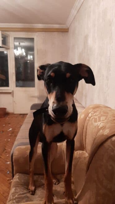 продам собаку объявление: 9 месяцев, Самец — 4