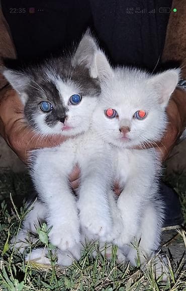 fars pisiyi: Yaxşı əllərə — 1