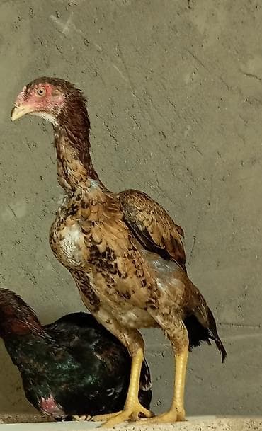 xoruz satlir: Salam herkesə güclü cins heyratı fərə satıram 10 aylıqdır dik duruşu — 4