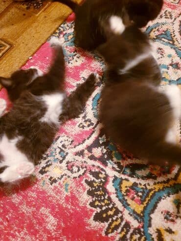 где можно купить котенка: Məhsul: Ev pişiyi və balası Təsvir: - Şəkillərdə iki pişik görünür — 11