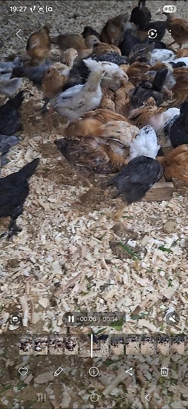 inkubator cucesi: Toyuq cücələri, Damazlıq — 5