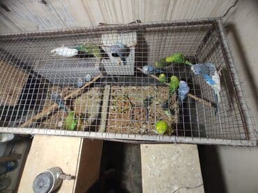 Tata: Biri 10 man 21 dene qusdu umumi3 cut var qalanlari baladir tergidirem — 1