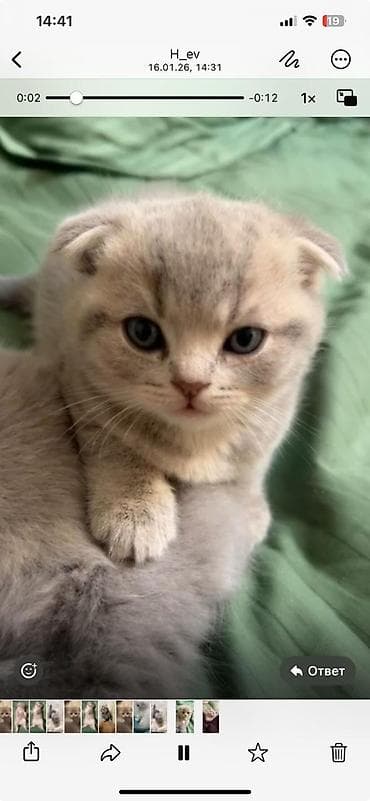 pişik geyimi: Britan — 5