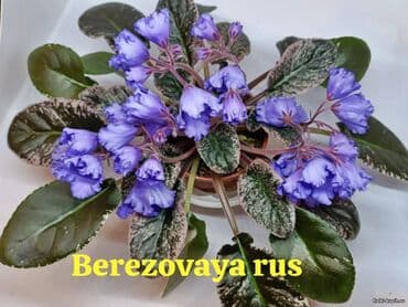 gül şəkilləri profil üçün: 5 — 11