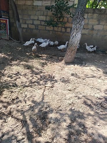 zümrüd ördək: Salam gorduyunuz pekin ordeyler satilir hamsi saqlam heyvanlardi yer — 6