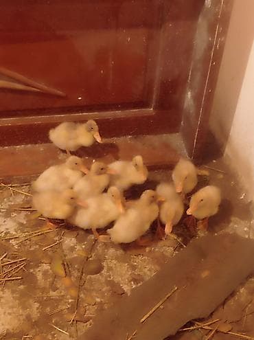 Cücələr: Salam 10 denedi 1 ay 8 gunlukduler tecılı pul lazımdı deyə satiram — 2