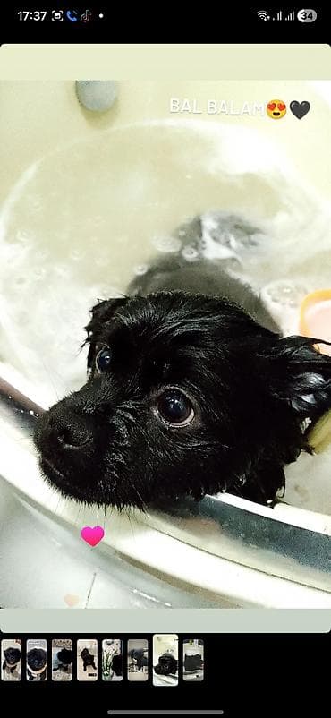 it ucun evlər: - Növ: Kiçik ölçülü dekorativ it (qara tüklü) - Xarakter: oynaq — 2