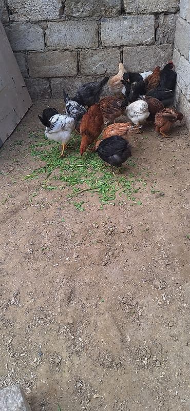 toyuq dami: Toyuq, Damazlıq — 3