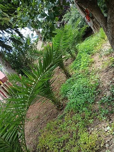 palmalar: Masallı nın kendinde özemə məxsus olan həyətimdə təsarfat üçün olan — 5