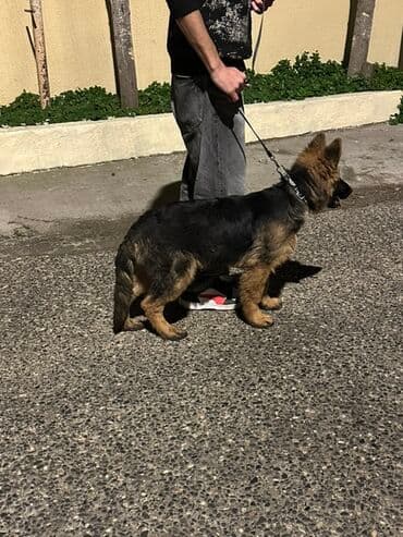 it şəkiləri: Alman çoban iti, 5 ay, Dişi, Peyvəndli — 3