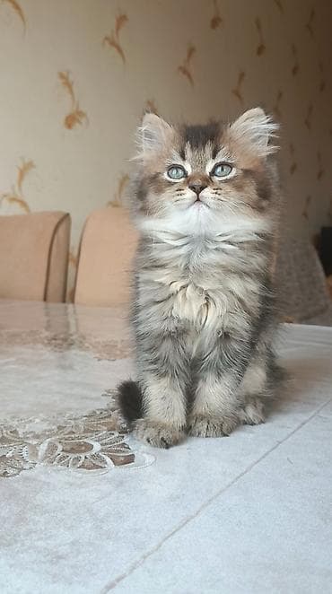 etibarli ellere it: Britan — 2