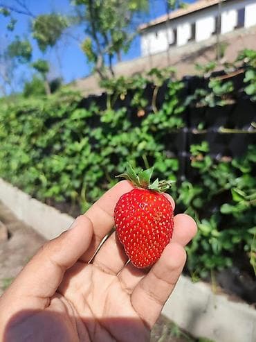 Горшки для растений: 🔹 Mini Garden (Vertical Green Wall) – Portuqaliya istehsalı Layihə — 5