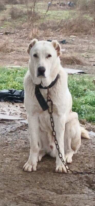 sud veren inek satilir: Alabay, 8 ay, Erkek, Peyvəndli, Ödənişli çatdırılma — 7