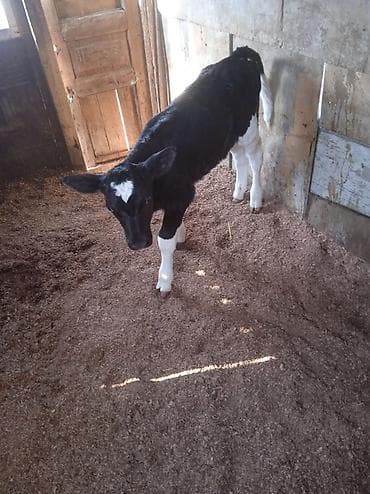 Digər heyvanlar: Qara-ağ rəngli buzov - Cins tipi: ehtimalən Holşteyn (xarakterik — 5