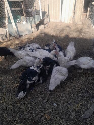 bildircin az: Məhsul: Muskoviy (hind) ördəkləri – müxtəlif rəng çeşidləri Təsvir: - — 8