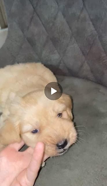 malt: Labrador-retriver, 2 ay, Erkek — 1