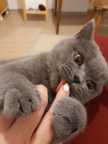 Britan, Dişi, Yaxşı əllərə, Ödənişli çatdırılma