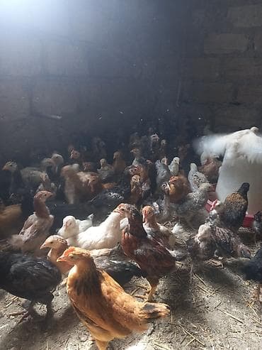 yaponka cuce: Toyuq cücələri, Ətlik — 2