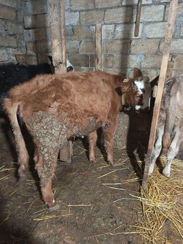 sud veren inek satilir: Dana, buzov, Dişi, ay: 6, 70 kq, Ətlik, Ünvandan götürmə — 2
