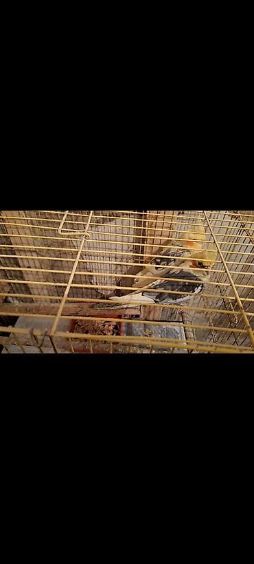 qus xana: Karella cütlük 1 — 3