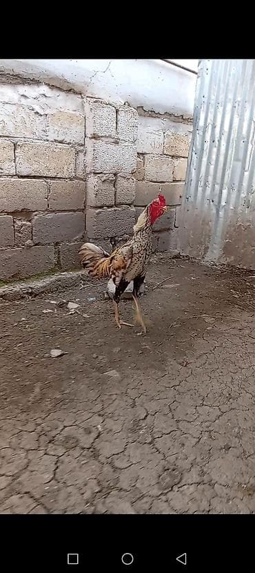 Xoruz, il: 1, Pulsuz çatdırılma