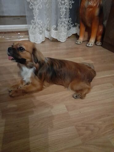 ingilis setter it cinsinin digər adı: 9 ay, Dişi, Ünvandan götürmə — 4