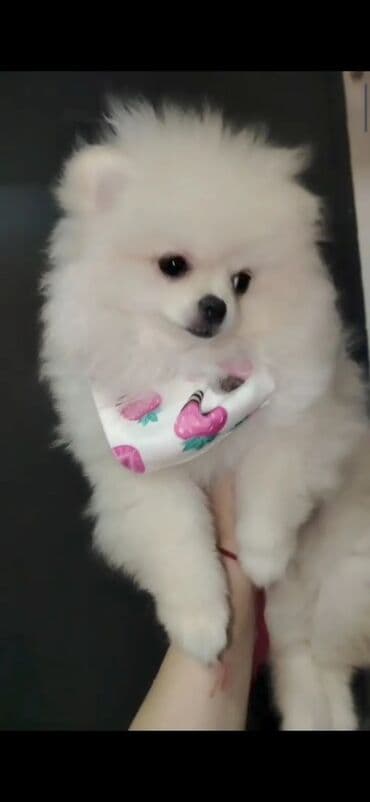 pitbul itlər: Шпиц, 4 месяца, Самка, С прививками, Платная доставка — 4