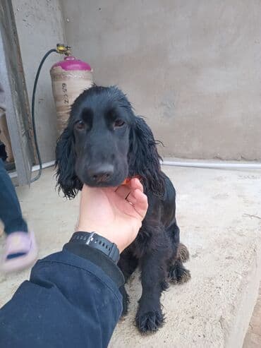 qara it sekilleri: Koker spaniyel — 2