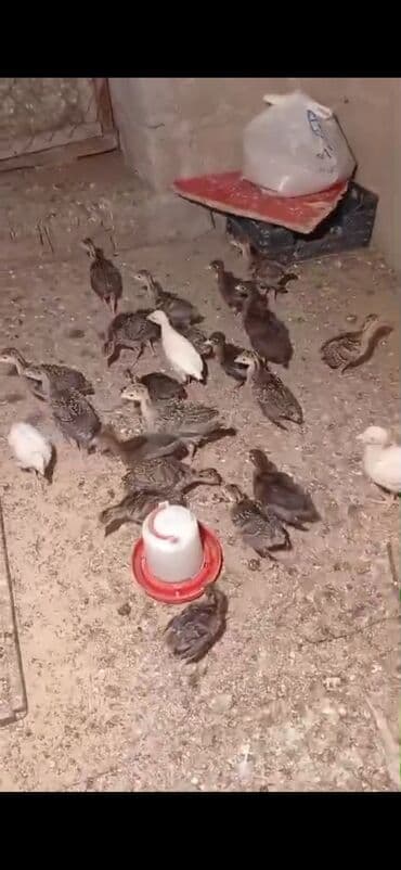 Digər heyvanlar: Salam Hinduşka balaları satılır 30 dənədi ünvan Kürdəxanı 15-20 — 3